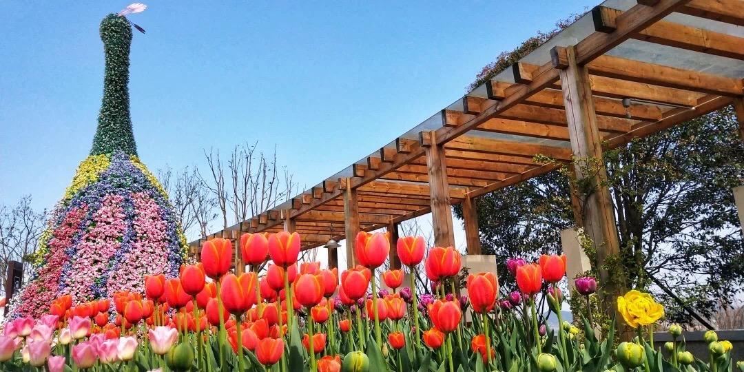 郁金香主题公园稻草人,2022年郁金香花海贵州