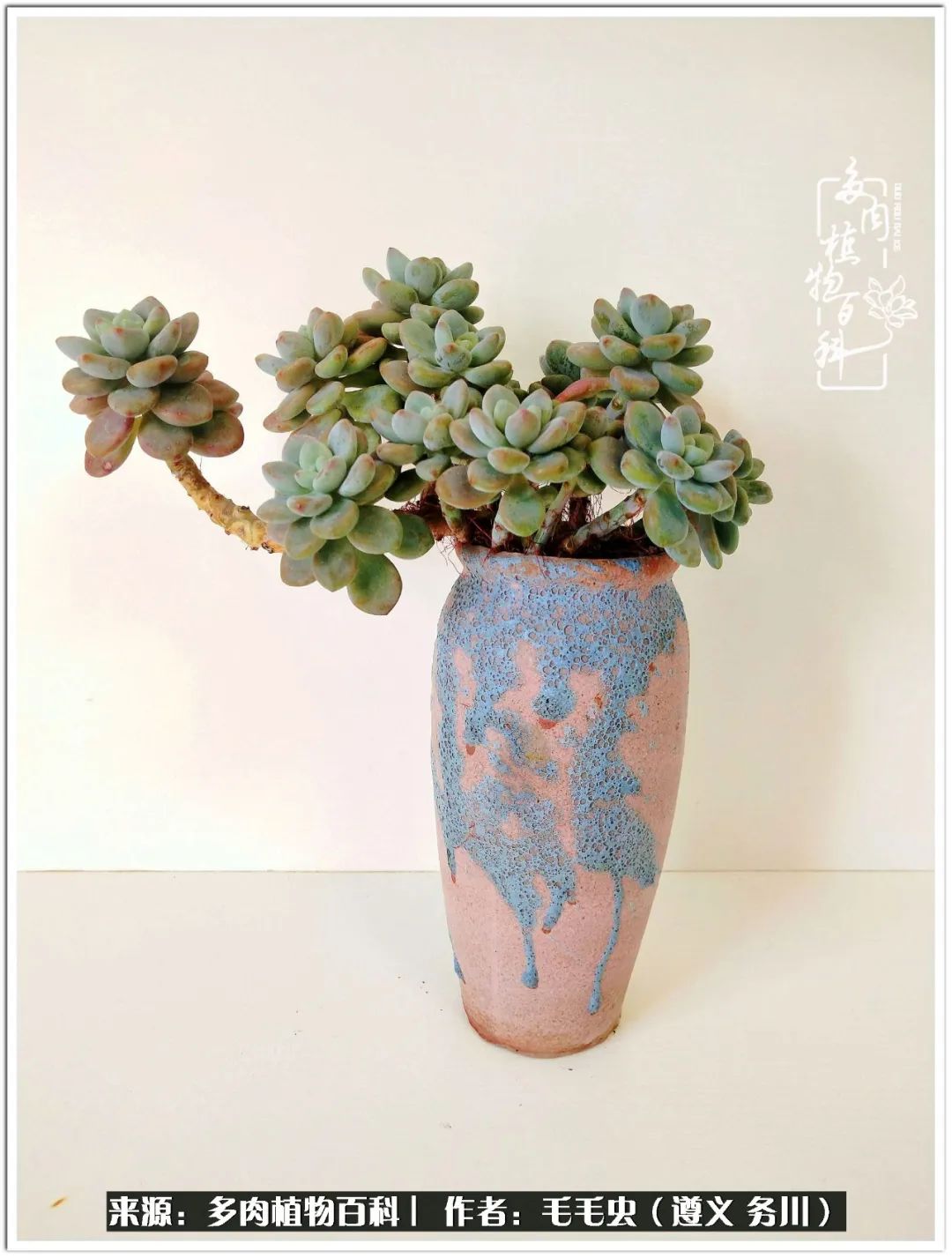 多肉可抵岁月,多肉之花语