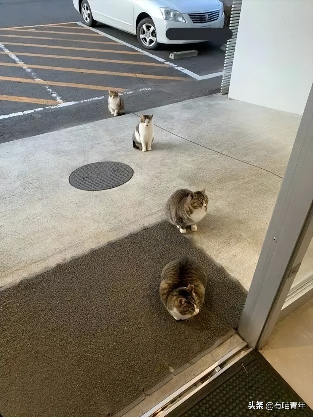 猫做核酸了么,猫核酸检测有必要做吗