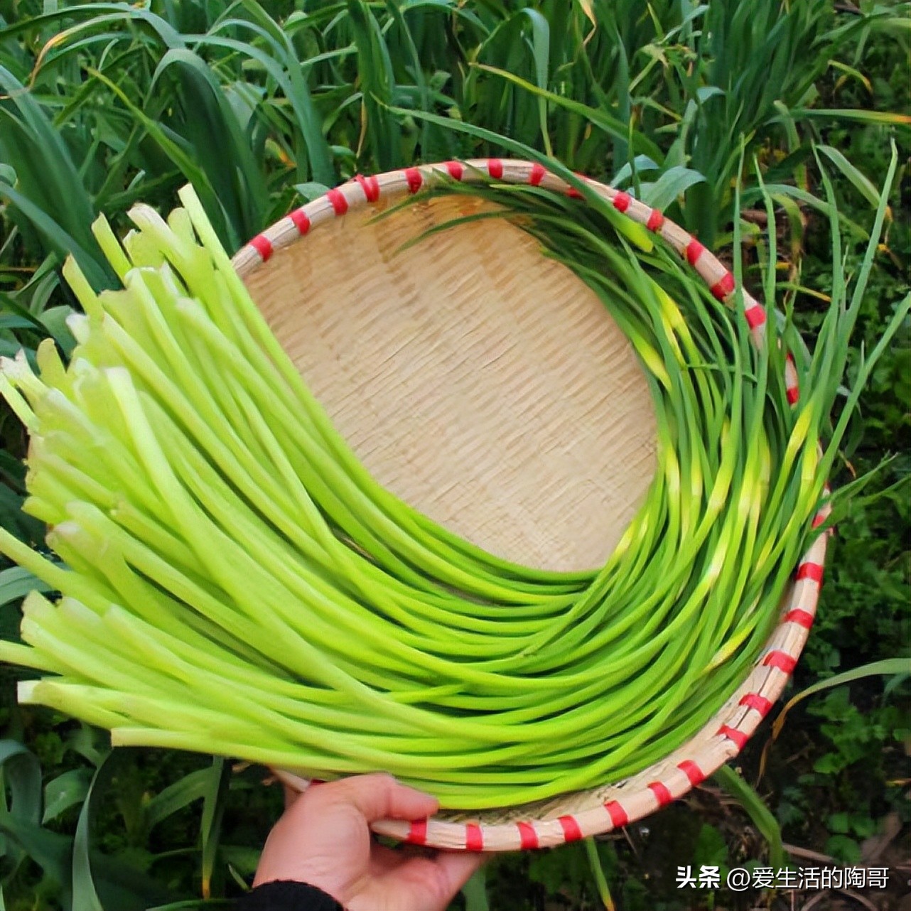 春天养肝应该多吃什么颜色的食物,春天养肝夏天养心秋天养肺冬养肾