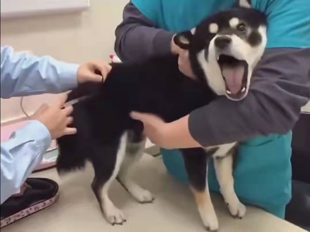 菲尔顿之冬天狗狗一直发抖？六大原因，可能是在向你求救