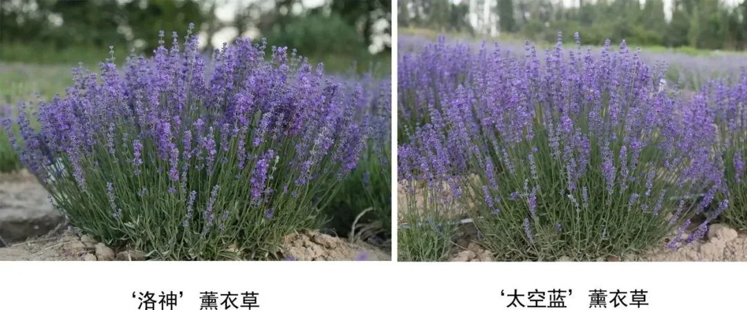 “洛神”薰衣草获我国植物新品种保护授权