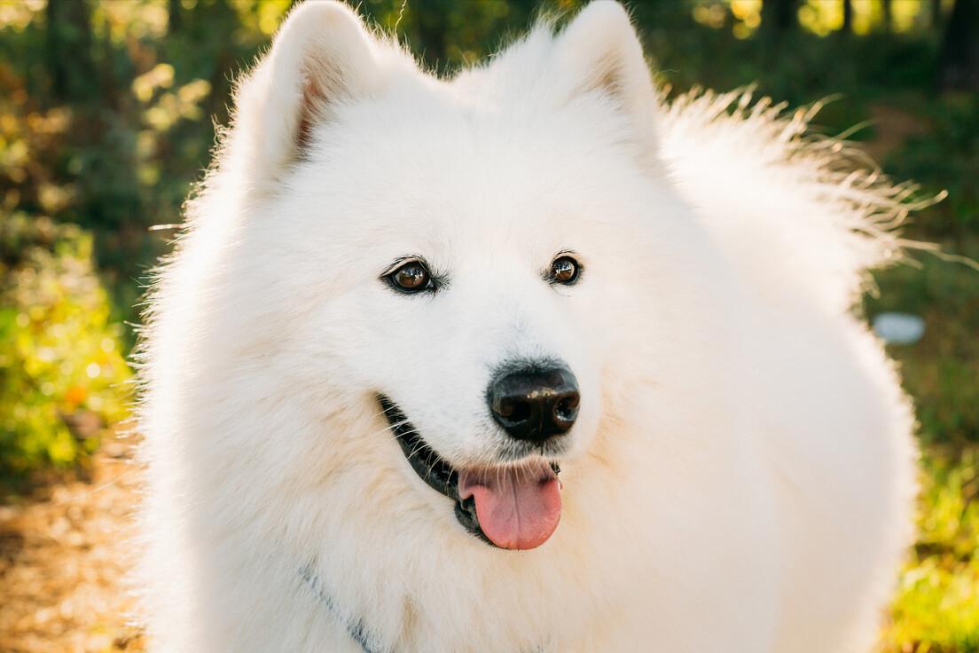 想买萨摩耶怕串串？记住这5点，轻松鉴别