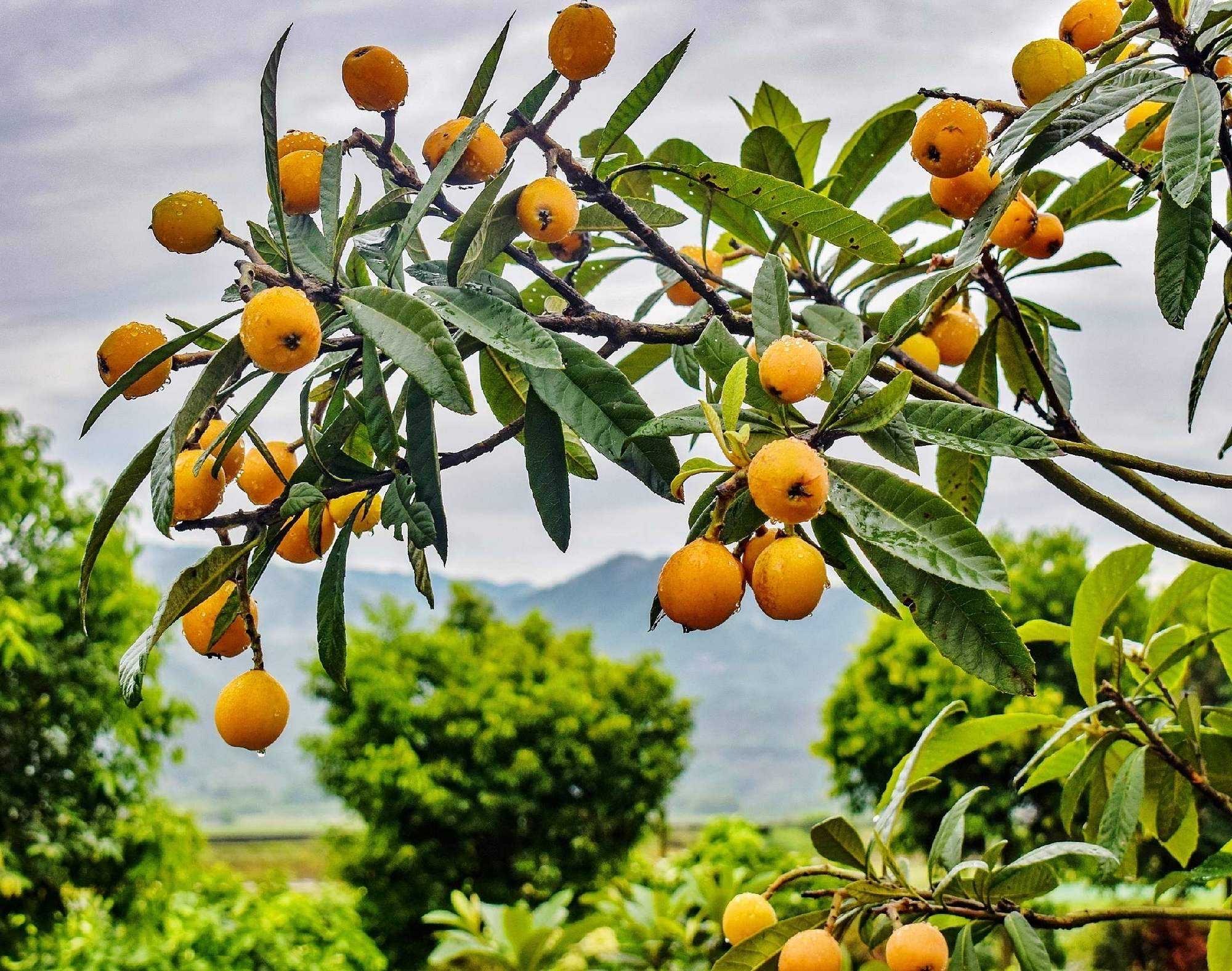 适合家庭院子种植的大型果树,适合阳台种植的果树结果多