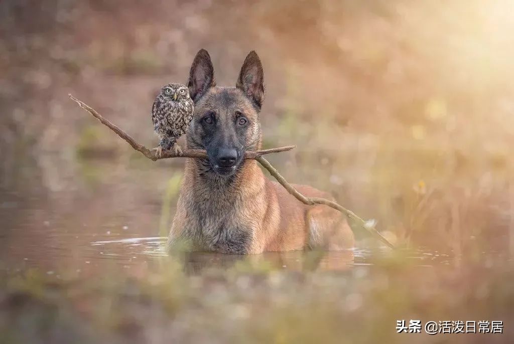 狗跟喜鹊待久了竟开始假孕分泌乳汁鸟：我把你当朋友你却想当我妈