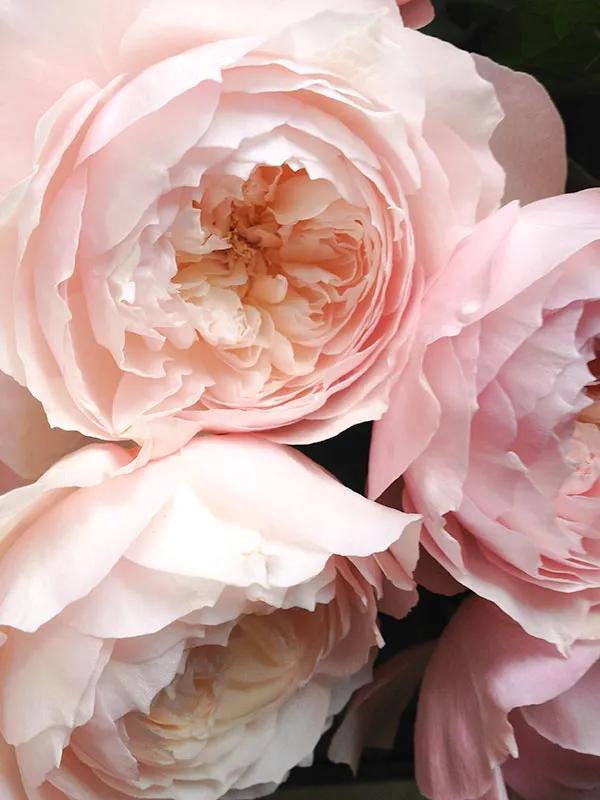 日本月季蜻蜓,月季美咲和日和的区别