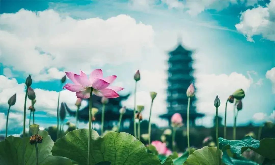 全球学子嘉游赣|上饶的第一波荷花开了，让我们一起步入飘满荷香的夏天！