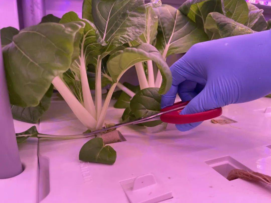 中国人在迪拜种菜产量,中国人在迪拜集装箱种菜