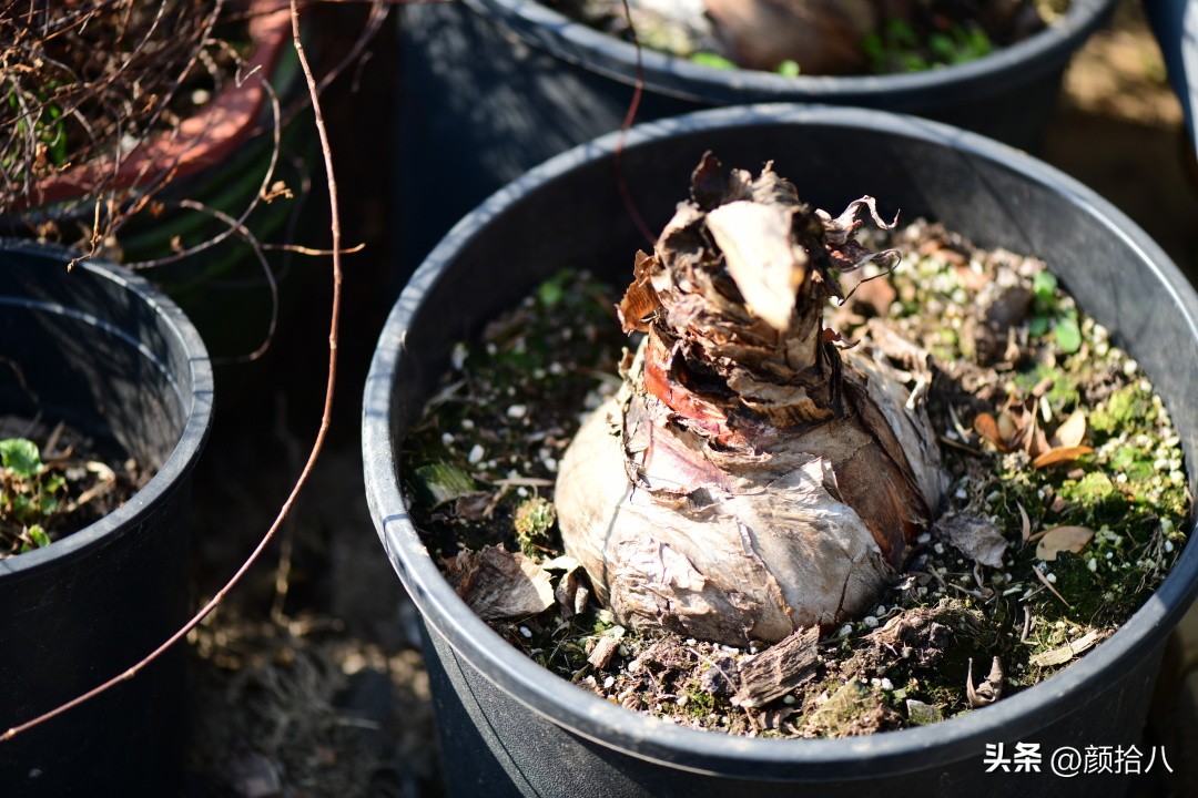 天冷怎么注意植物冻死,植物怕冷怎么过冬