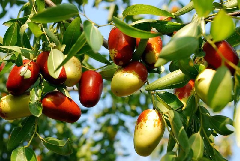 我爱我的家乡滨州市,我的家乡在滨州的作文