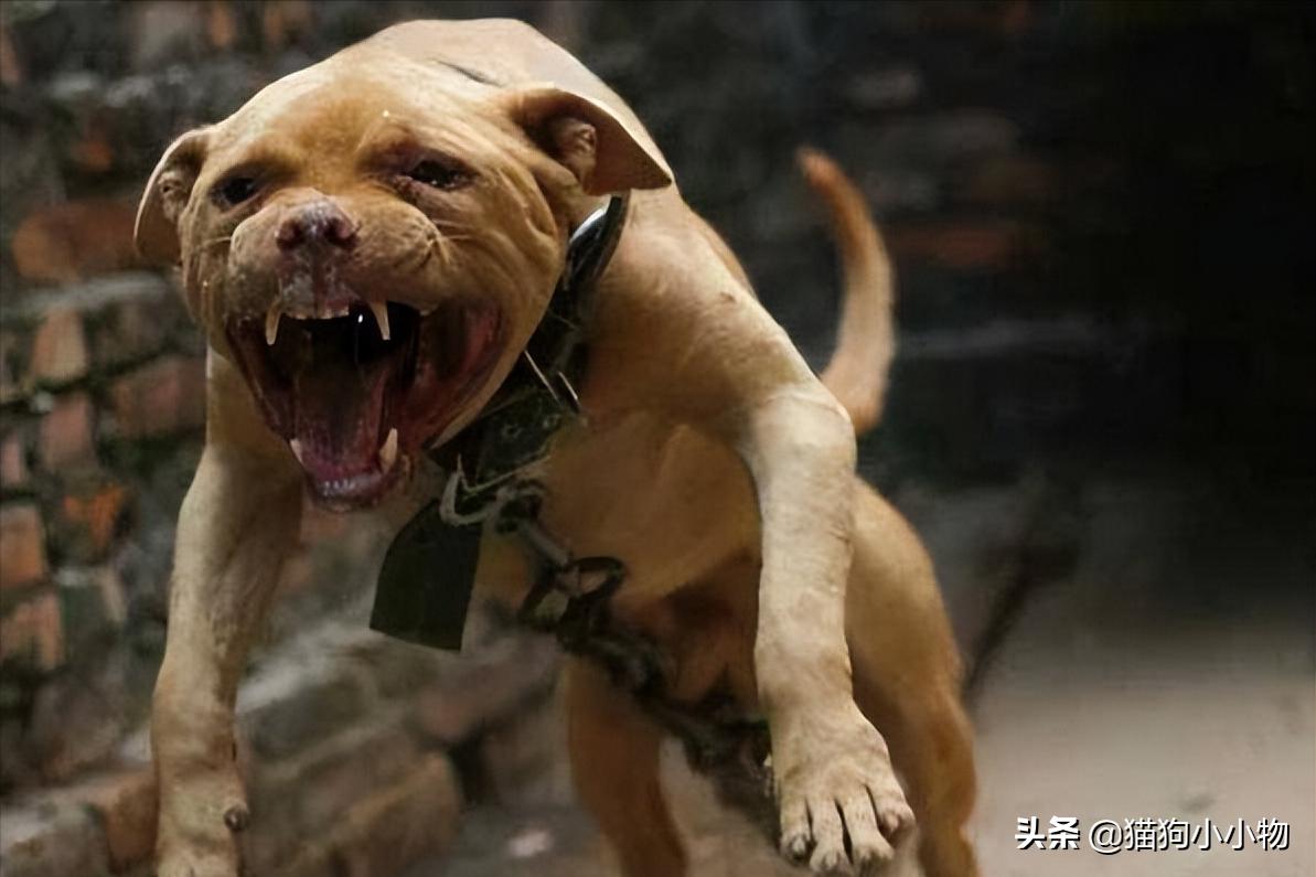 遇恶犬咬人如何救人,路遇恶犬如何救人如何自救