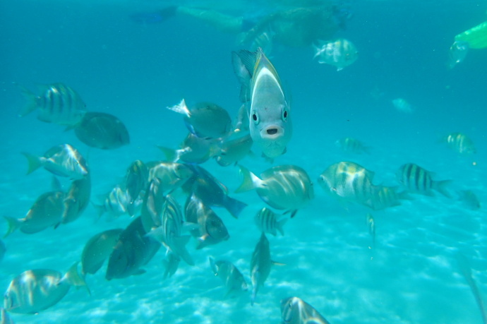 美维尔京群岛,美属维尔京群岛加勒比海