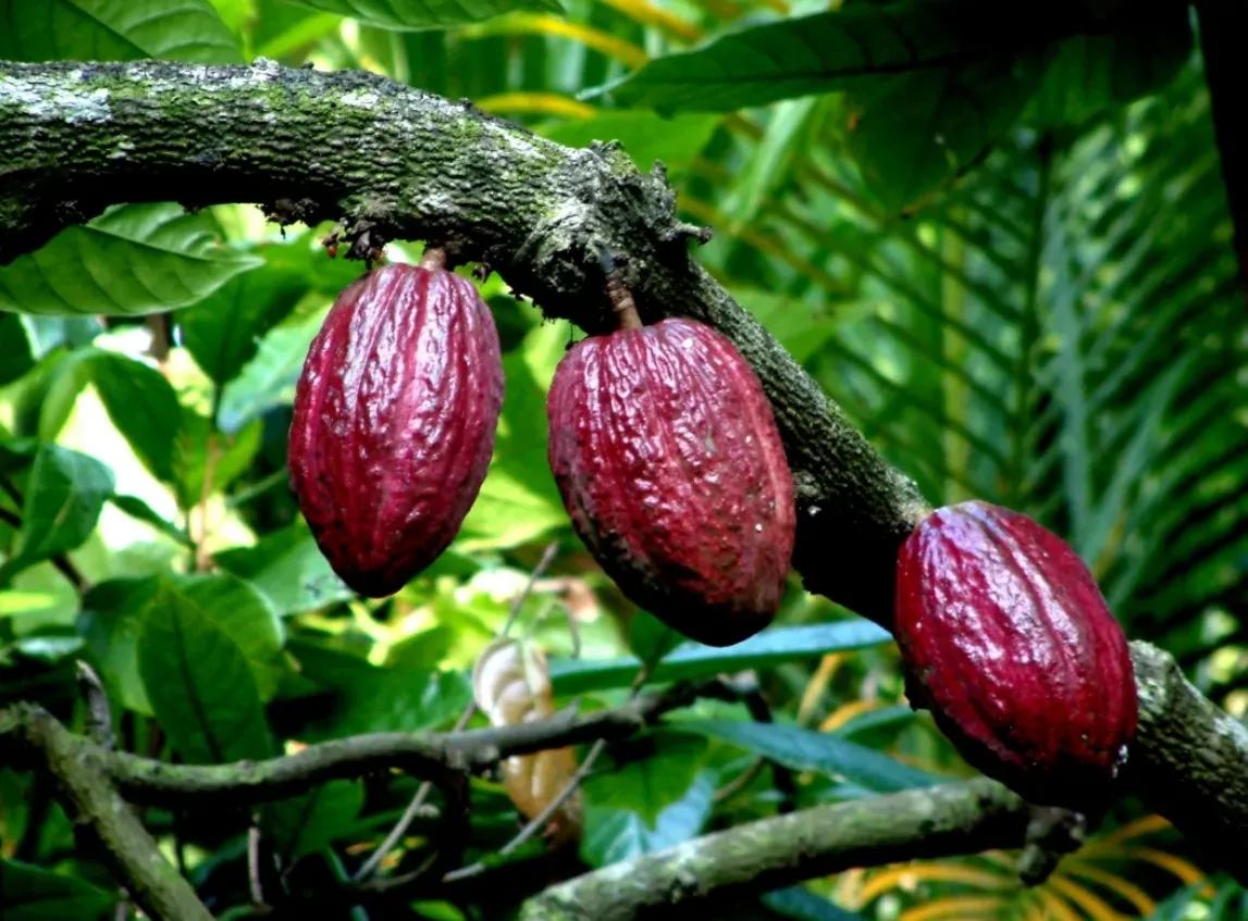 浪漫而离奇的巧克力,七夕浪漫巧克力