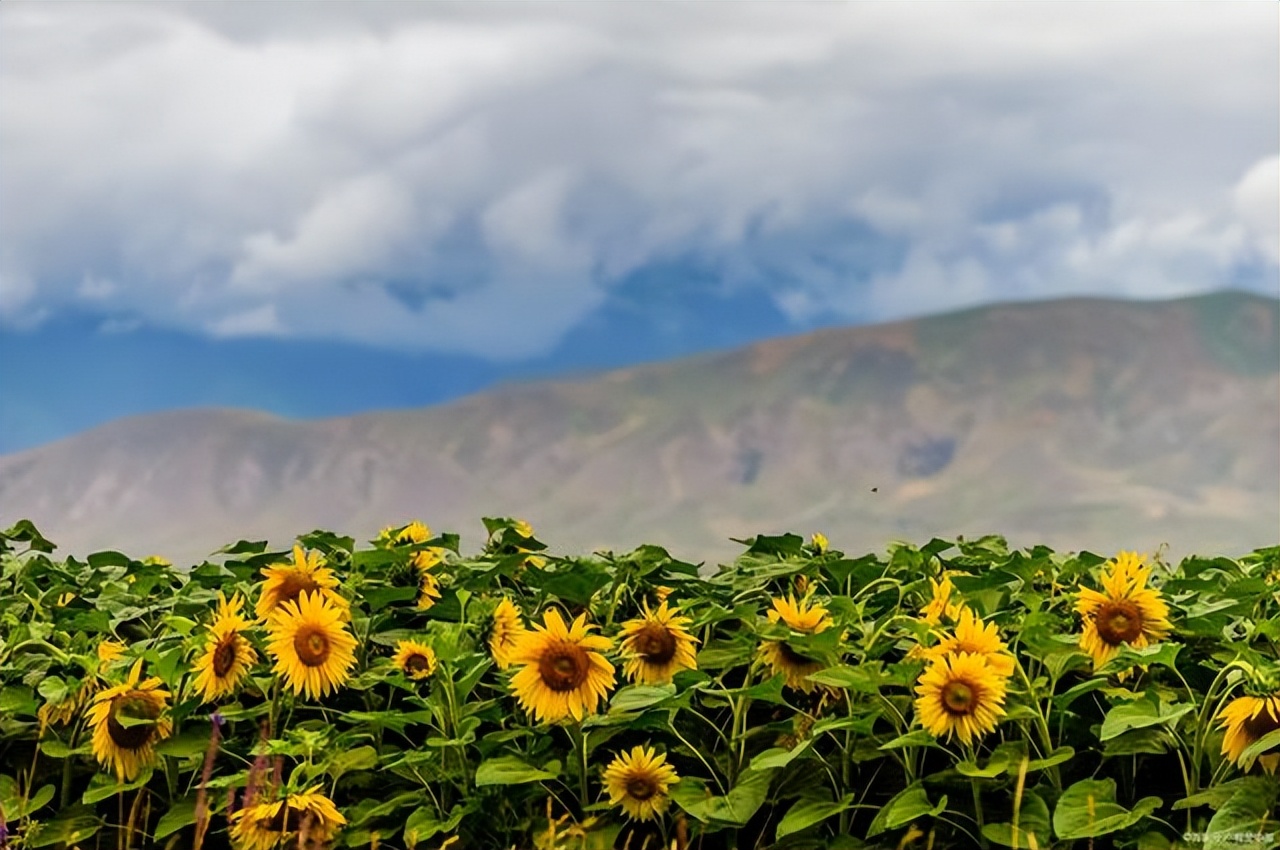回教世界的苦行僧德尔维希：为什么长期存在却一直不温不火？