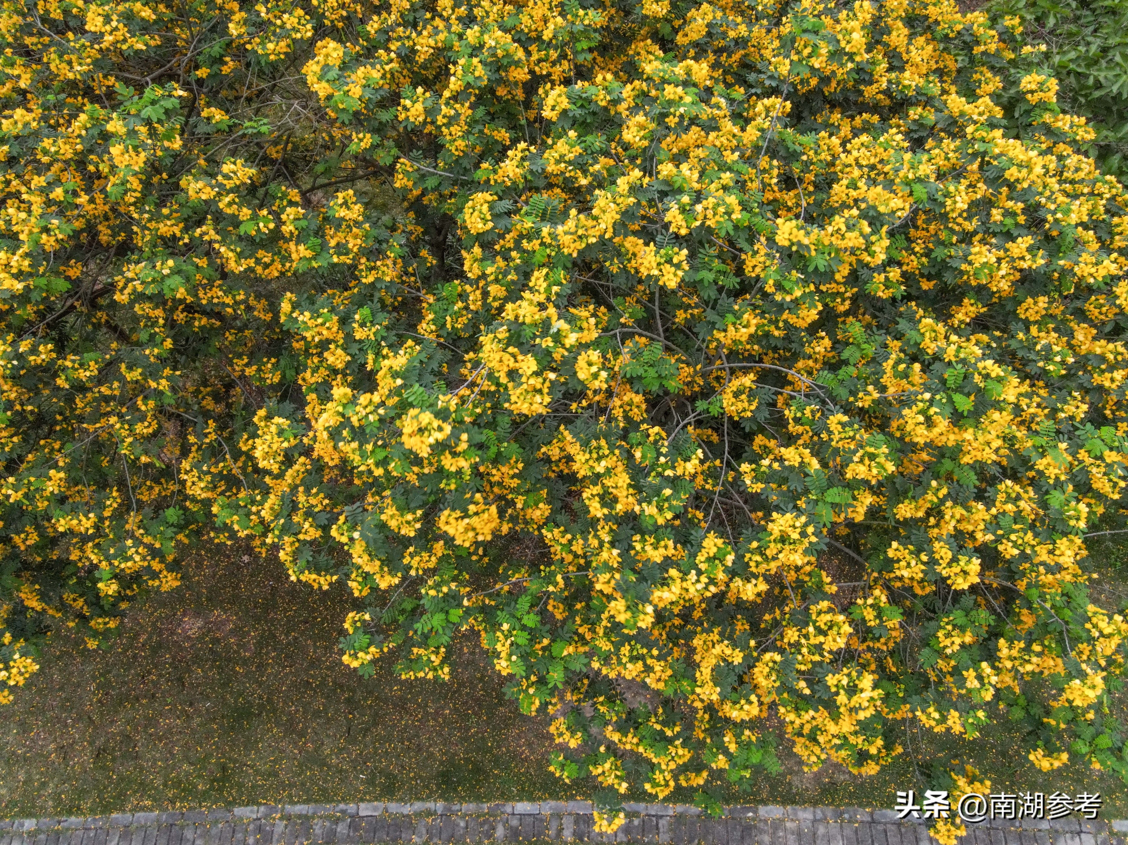 满目鲜花灿烂才是春天该有的样子,满目黄花遍地金