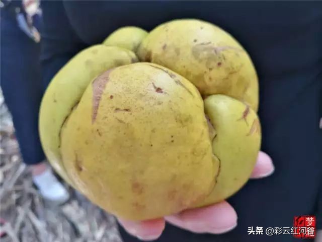 吃在红河县,云南酸果子拌辣椒面