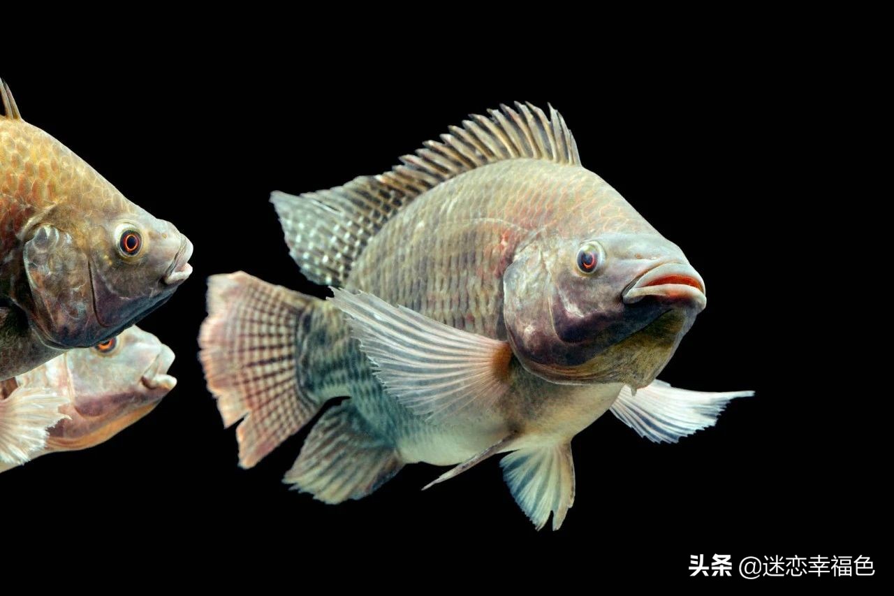 罗非鱼外国人为什么不吃,罗非鱼是中国本土物种吗