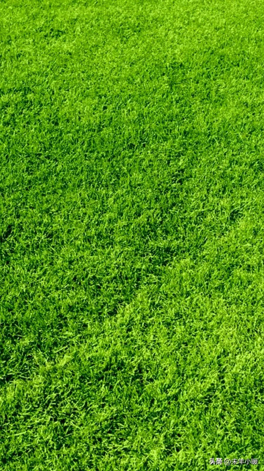 最美的手机壁纸大全,养眼养心的壁纸