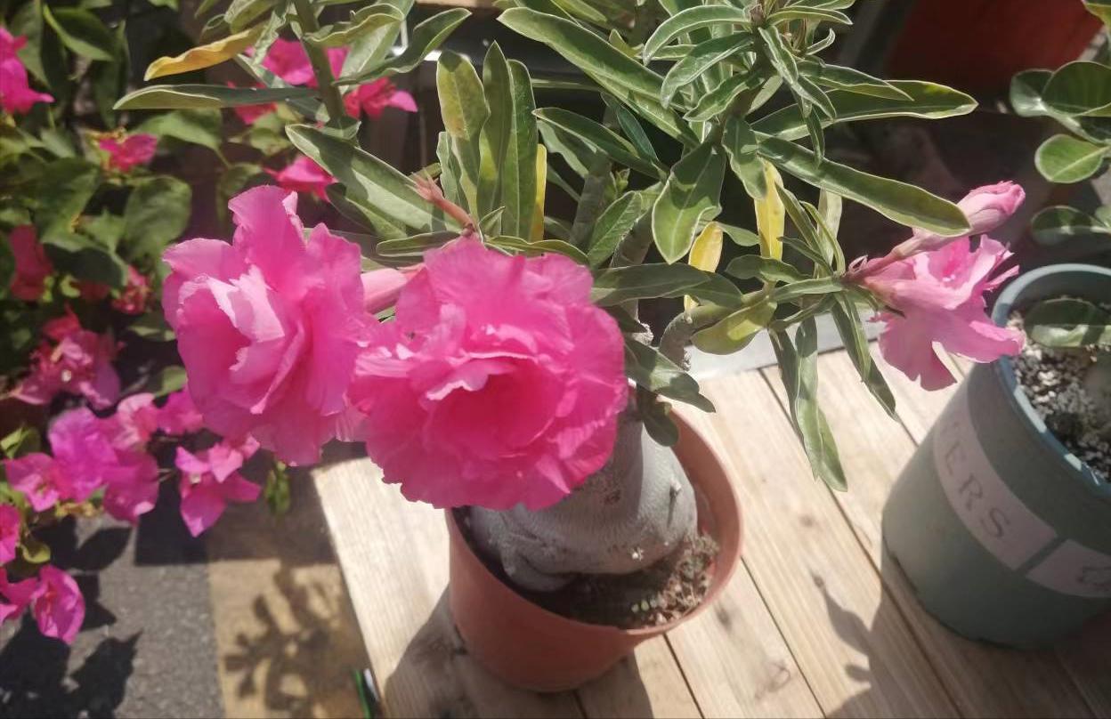 降温了花草室内过冬,降温了种菜