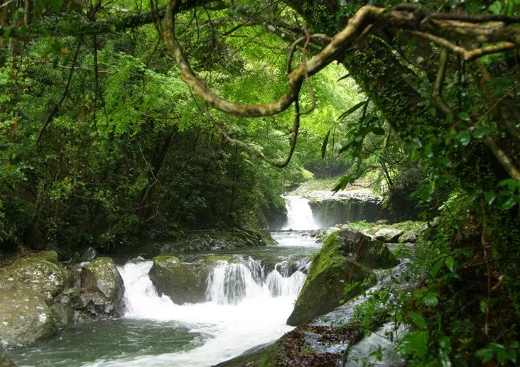 日本伊豆七彩神仙鱼,伊豆在日本哪个县