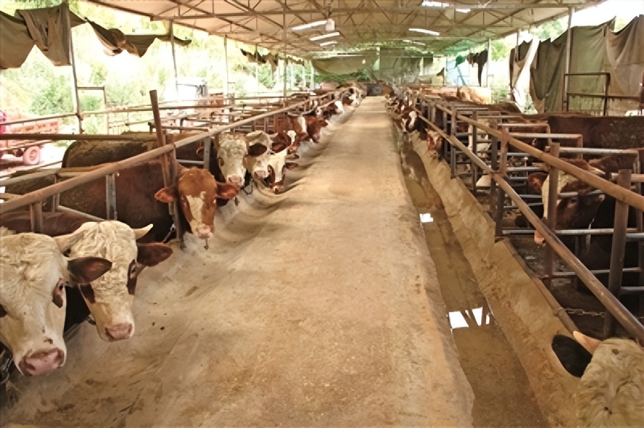 用什么料喂牛养得快,喂牛怎么喂才长得又快又肥