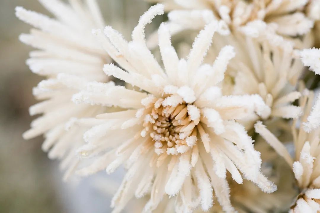 关于秋霜的诗句古诗词,带有秋霜的唯美诗句