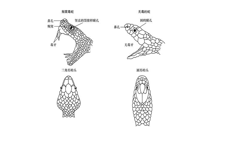 96年海南巨蟒为报恩甘愿当保姆,巨蟒为报恩守护十几年