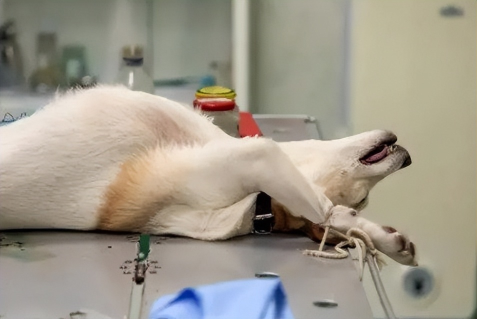 狗狗吞食异物一星期还能催吐么,怎么判断狗狗是否吞了异物