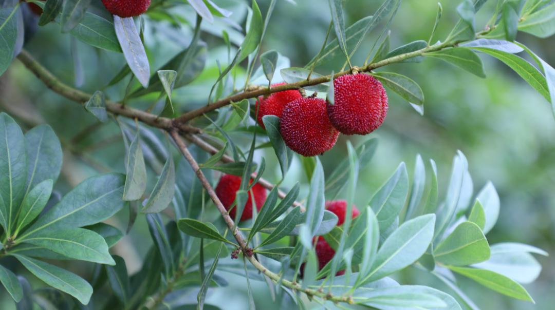 带你们体验摘杨梅的乐趣,酸酸甜甜的杨梅有谁陪我一起采摘