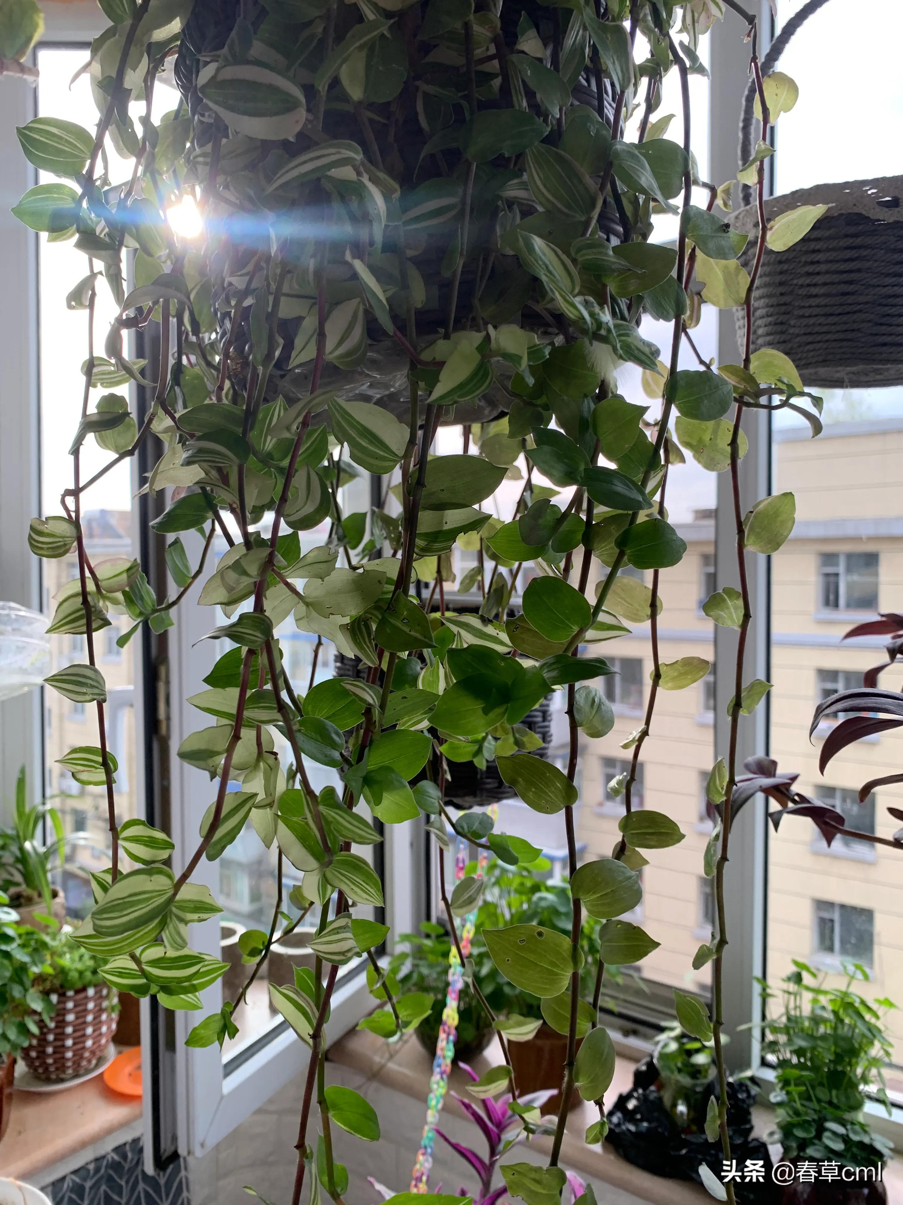 家里的花都被猫弄了怎么办,家里的花被别人摘了怎么办