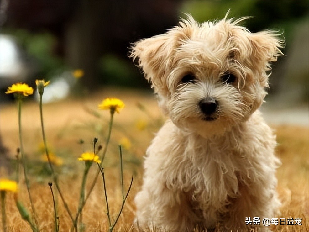 狗妈妈产后流血，眼看着就要不行了，还特意给宝宝喂了次奶