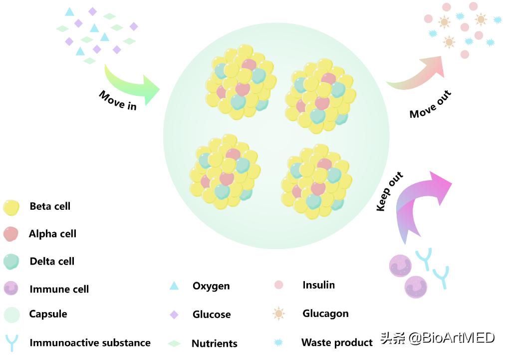 胰岛移植治疗1型糖尿病的前景,糖尿病胰岛细胞再生修复治疗