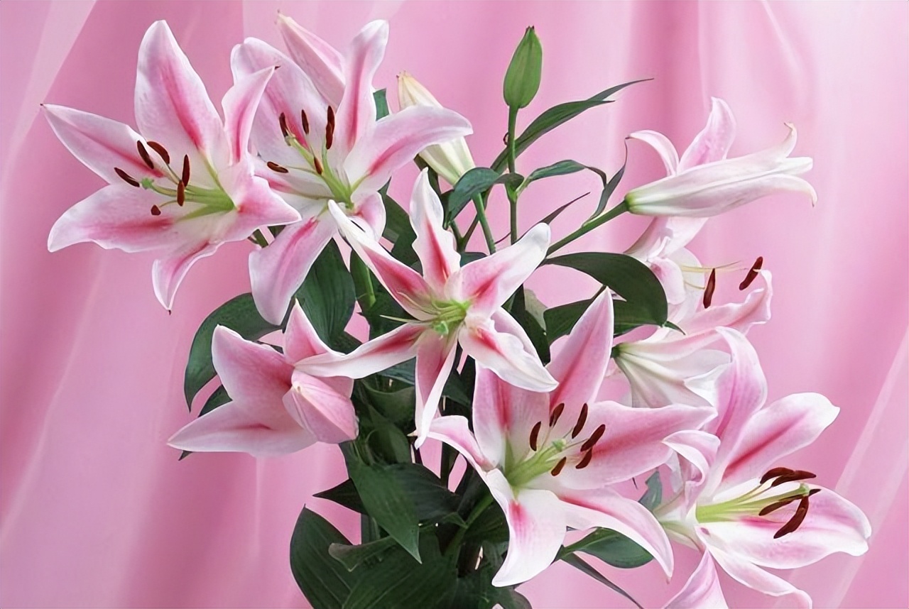 摩羯座如何变成白莲花,摩羯座的天敌是白莲花