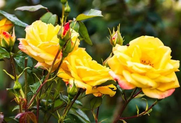 黄玫瑰代表什么含义,黄玫瑰歌曲