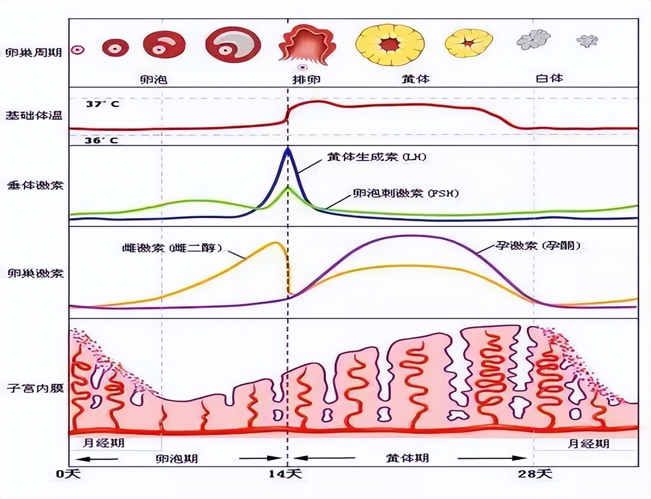 性激素六项，生殖内分泌健康的晴雨表【建议收藏】