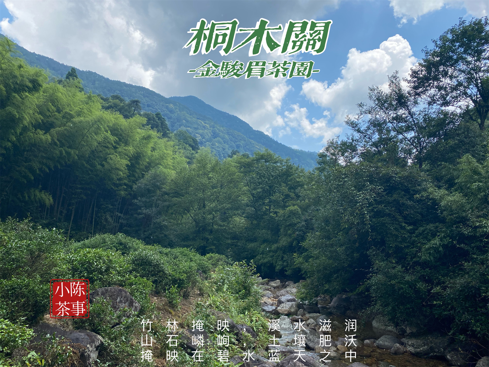 福建武夷山高端红茶金骏眉冲泡,一万多块一斤的茶叶