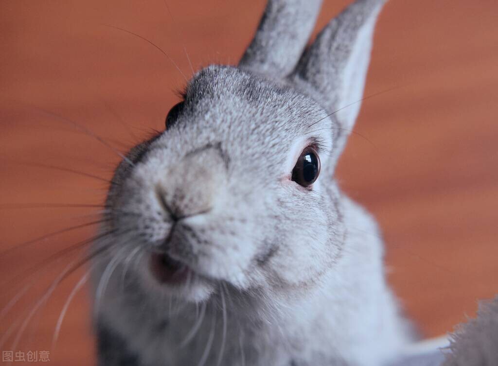 三分钟带你了解兔子解剖,三分钟带你了解bim