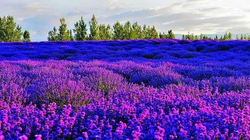 伊犁河谷薰衣草基地,伊犁河谷薰衣草自然条件
