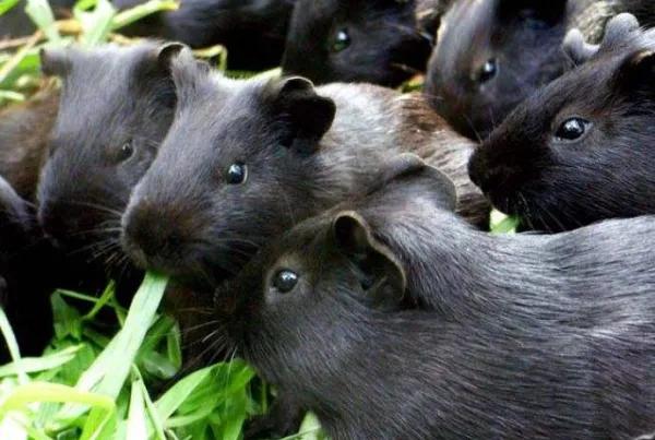 黑豚鼠养殖前景怎么样,豚鼠养殖最好养的品种