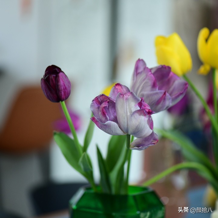 盘点今年河马花园里最美的几款郁金香|园丁