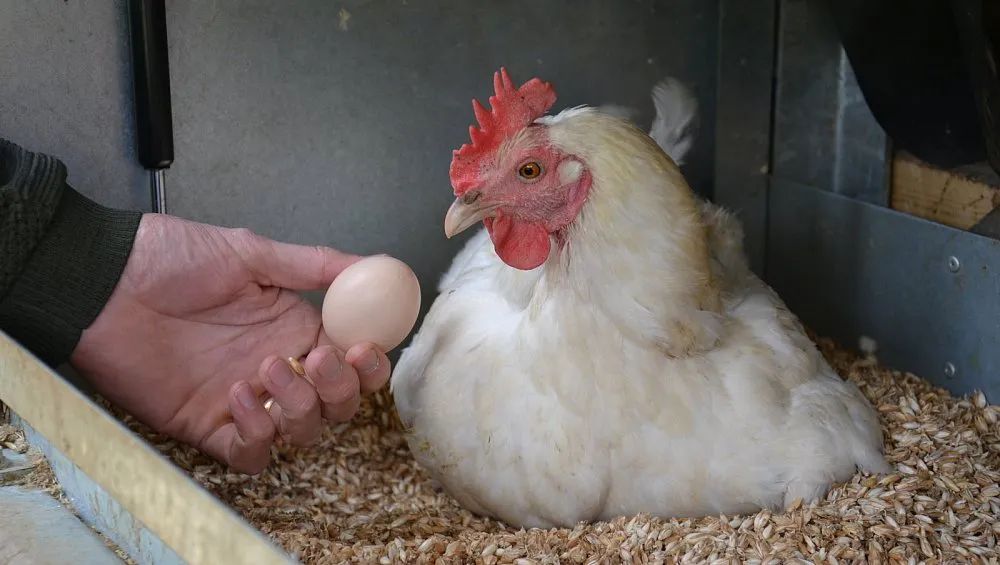 继菜籽油之后，德国的鸡蛋也快买不到了……