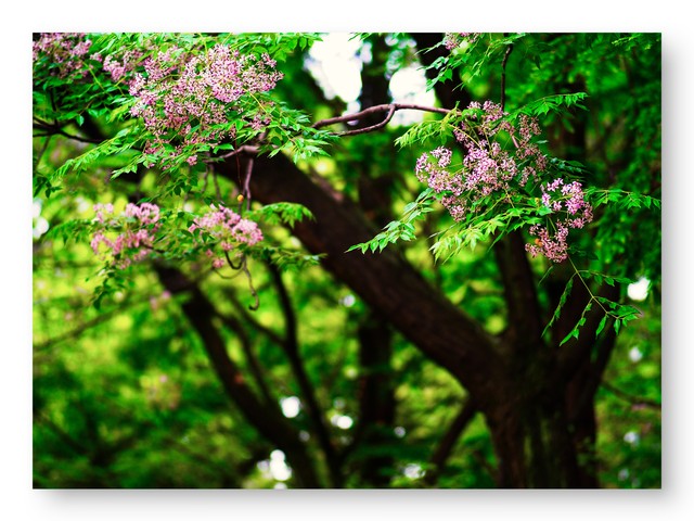 乡土散文消失的村庄,乡土散文朗诵