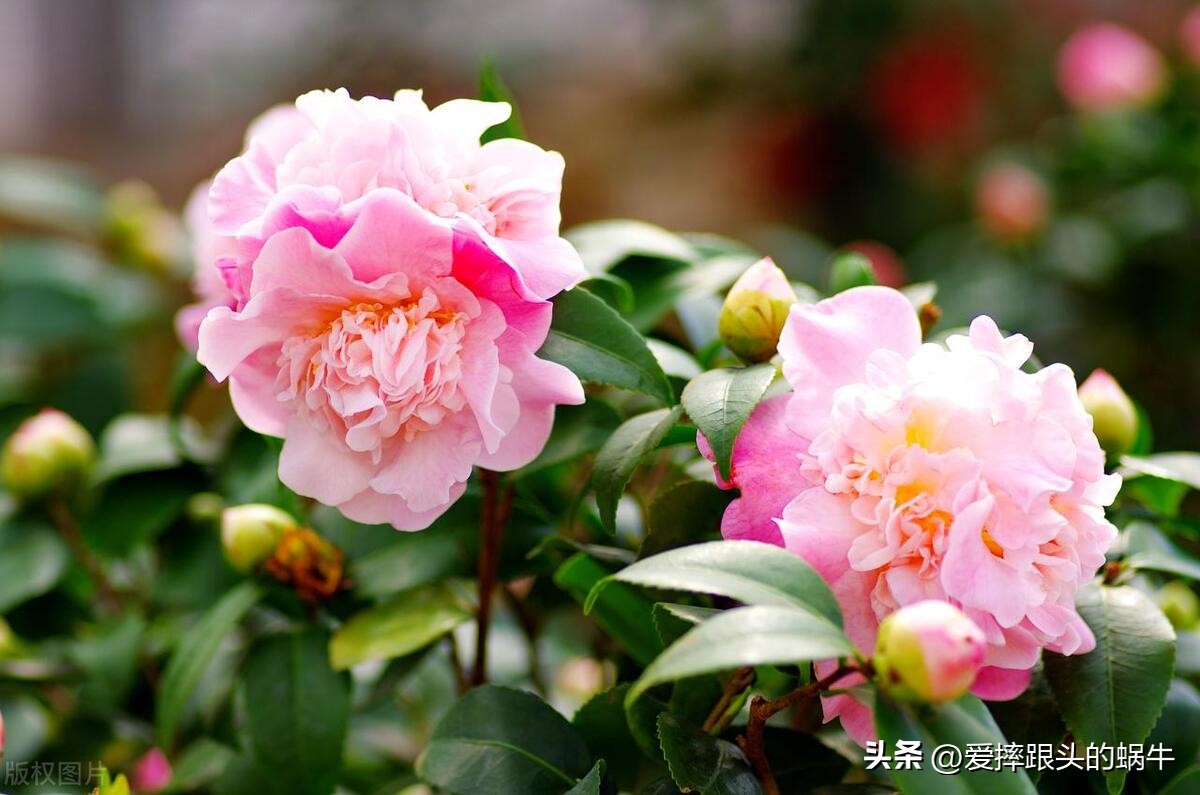 十二花神图谱完整版,工笔画十二花神欣赏