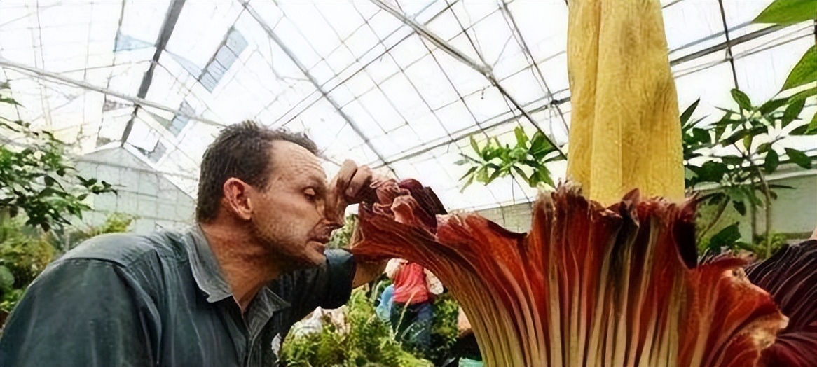 尸香魔芋生长全过程,昆明有尸香魔芋么