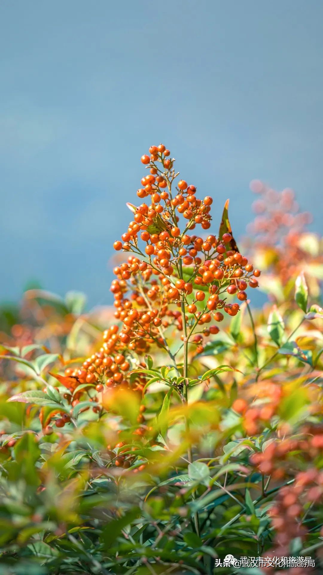 明天出太阳，到东湖捡叶子去！