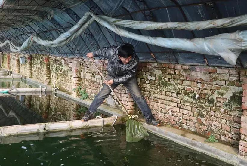 养殖热带鱼年入十八万