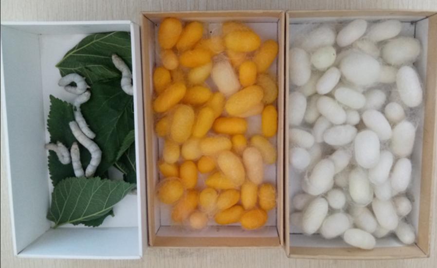 人生的第一个副业！你小时候养过吗？