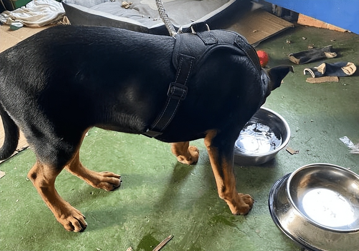 罗威纳认主有什么表现,罗威纳认主真实表现