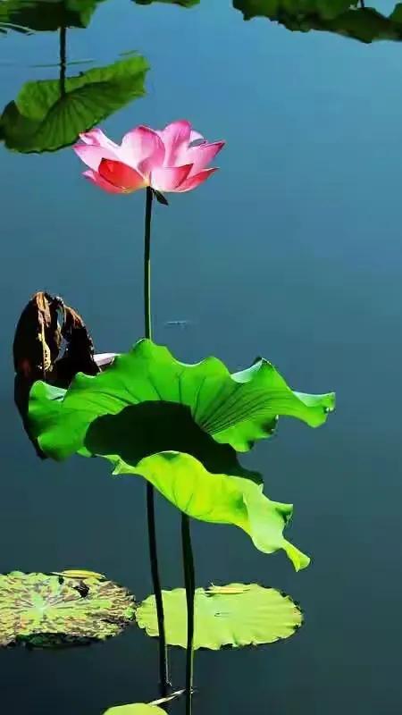 最美荷花古诗图片,诗词荷花图片大全