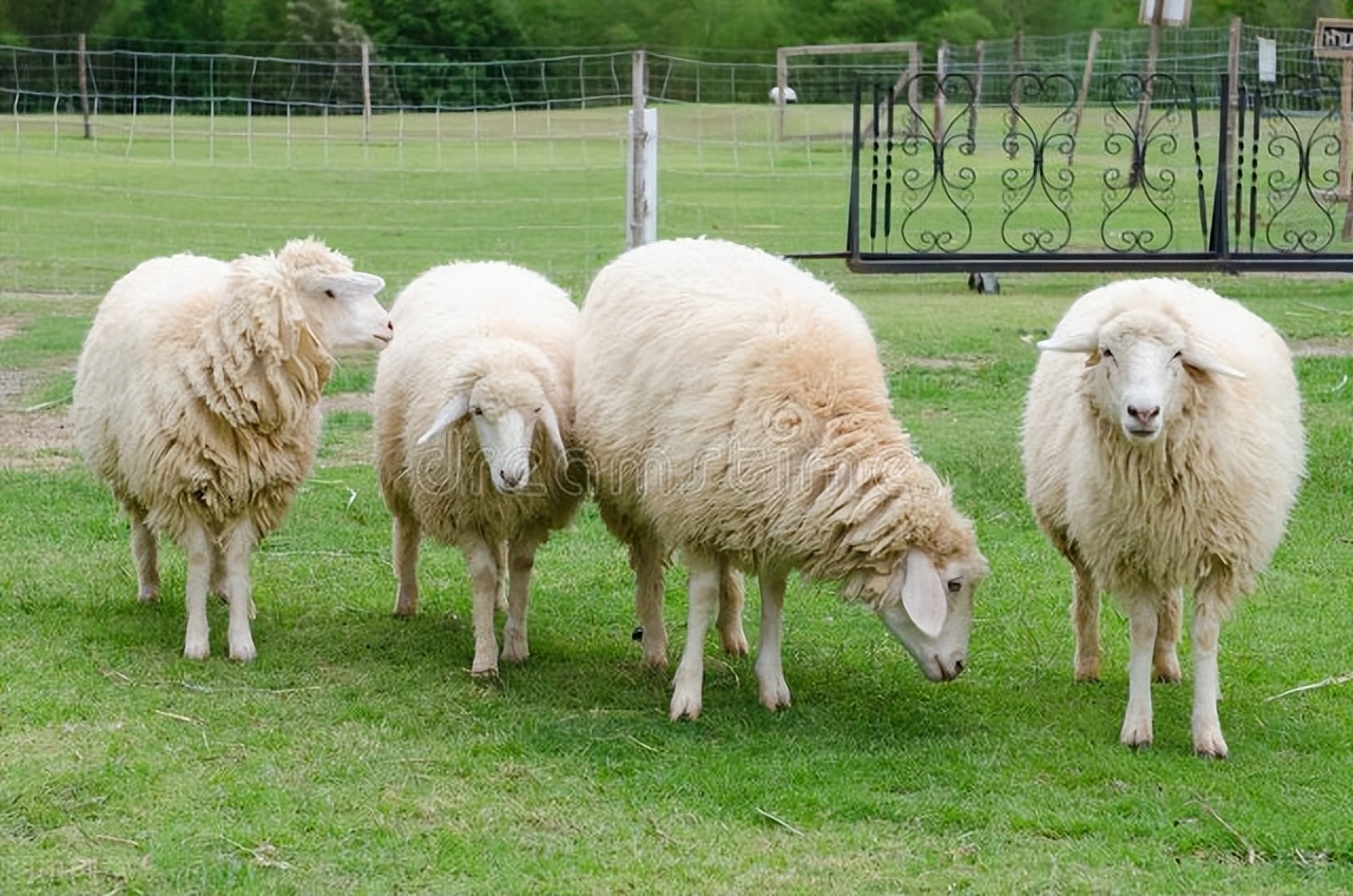牛羊腿瘸怎么样治疗,羊后腿瘸肿得特别厉害怎么办